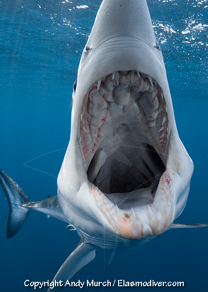SHARK SENSES - smell, taste, touch, sight, hearing and electroreception.